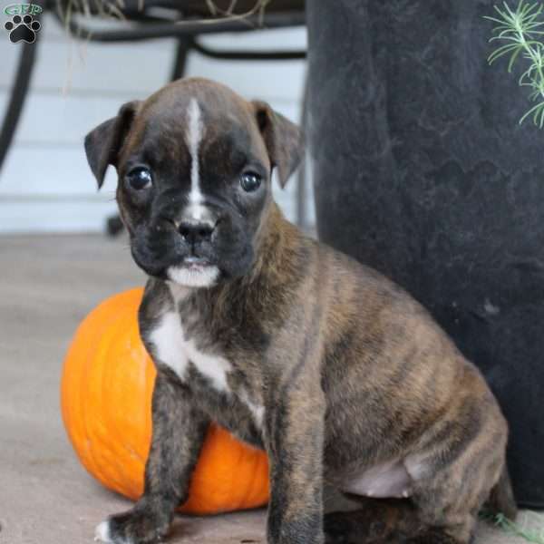 Bree, Boxer Puppy